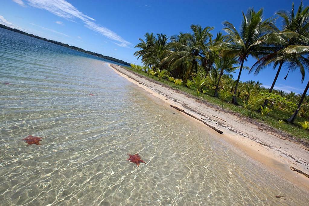 Coconut Hostel Bocas Town エクステリア 写真
